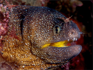 Facial- I needed a yellow mouthed eel to replace a bungle... by Chris Pienaar 